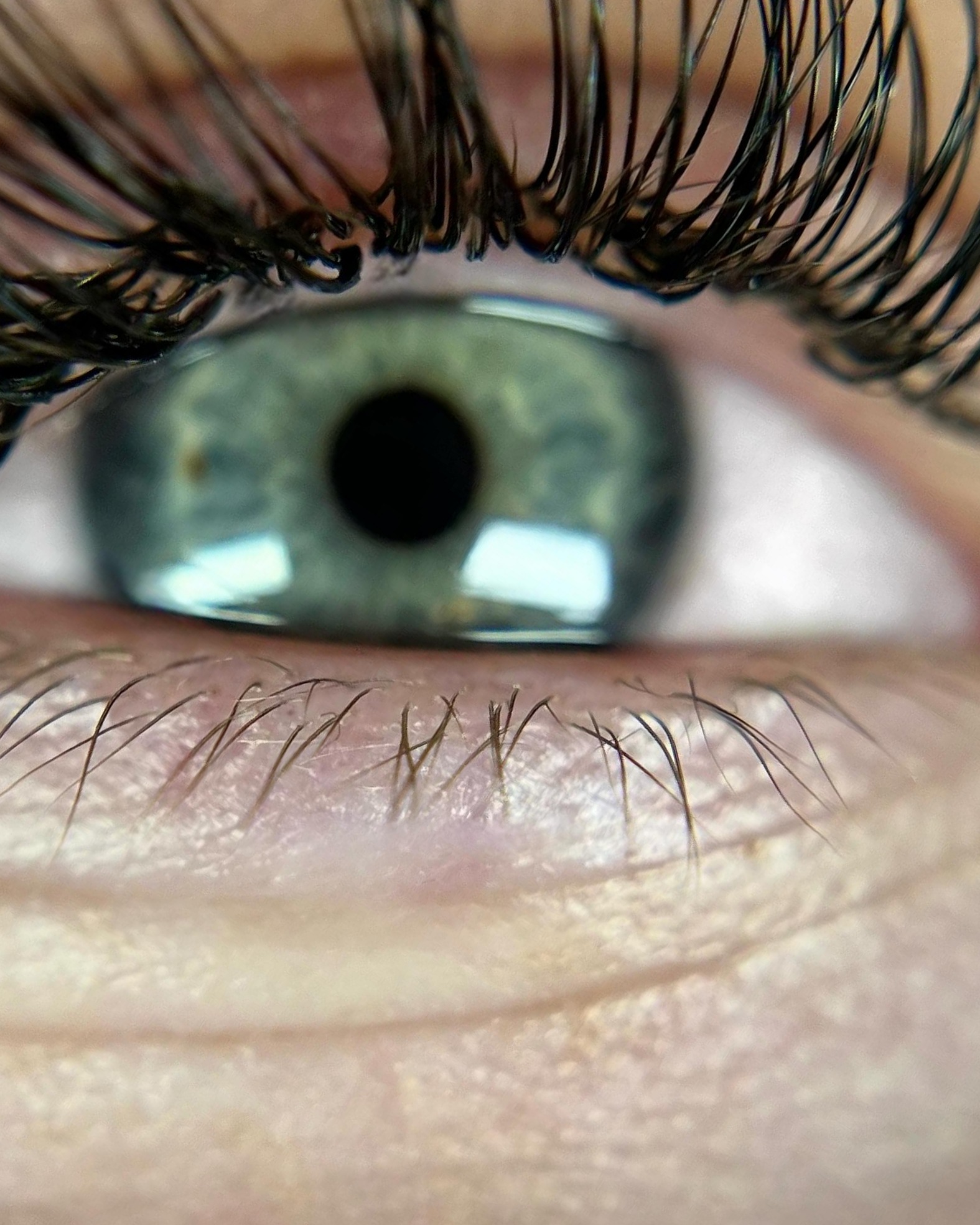 Close-up van gelifte wimpers na een lash lift